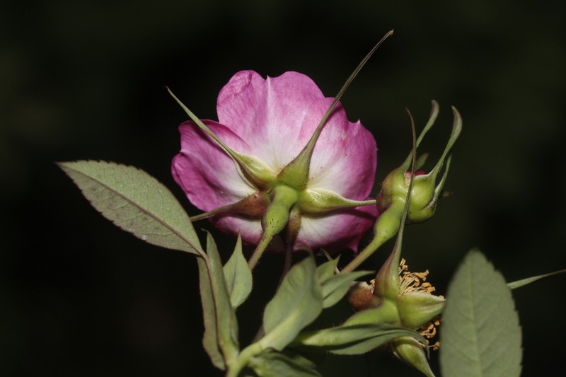Rosa sertata
