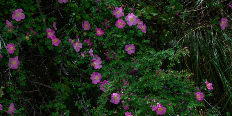 Rosa sertata photo 2