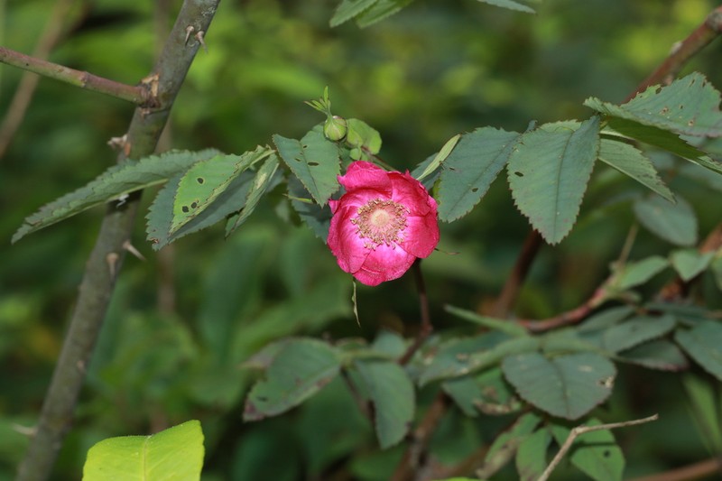 Rosa sertata photo 3