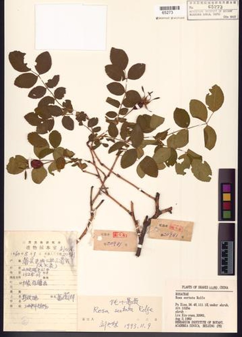 Rosa sertata photo 4
