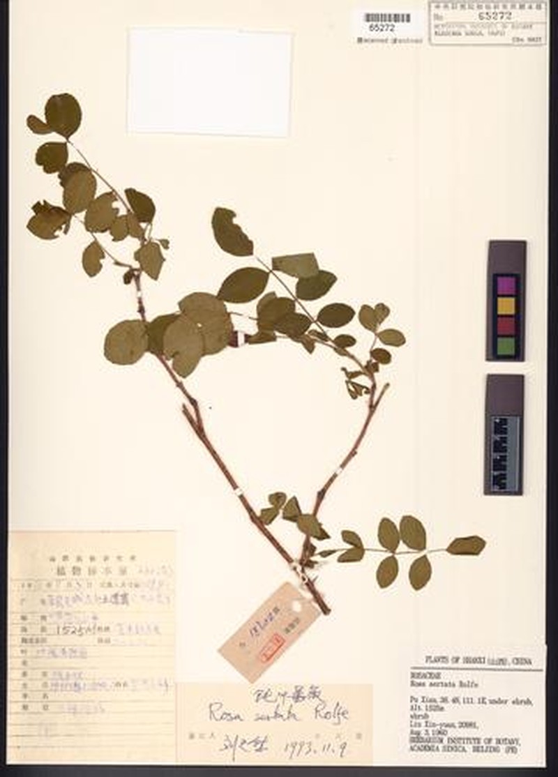 Rosa sertata photo 8