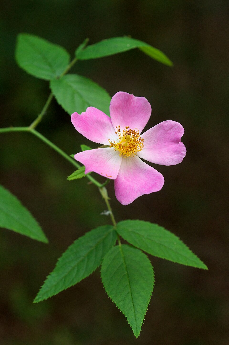 Climbing Rose