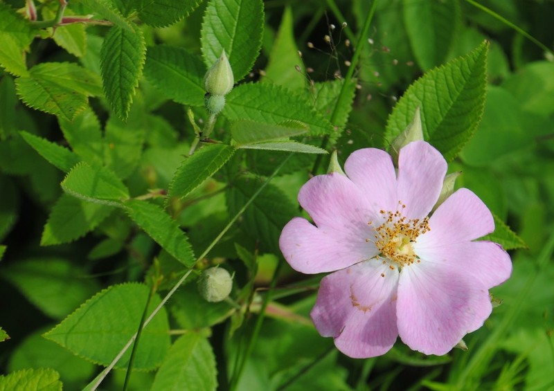 Climbing Rose photo 2