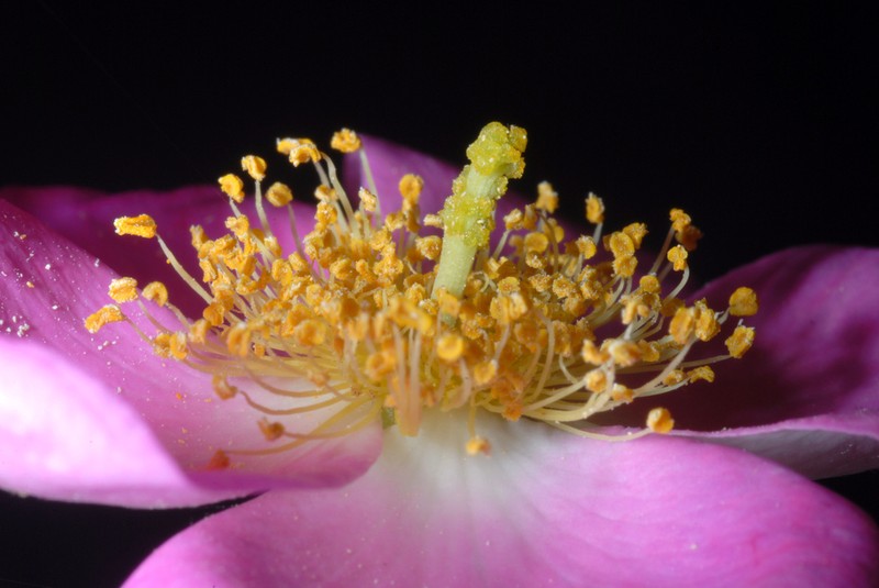 Climbing Rose photo 3