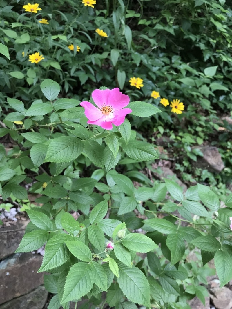 Climbing Rose photo 5