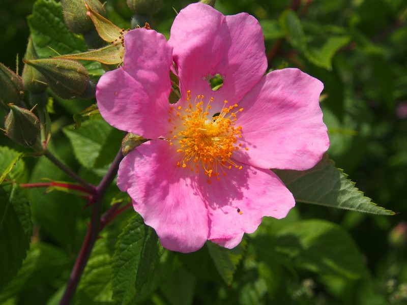 Climbing Rose photo 6