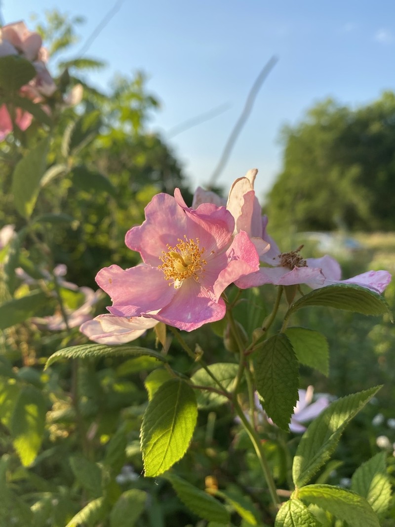 Climbing Rose photo 7
