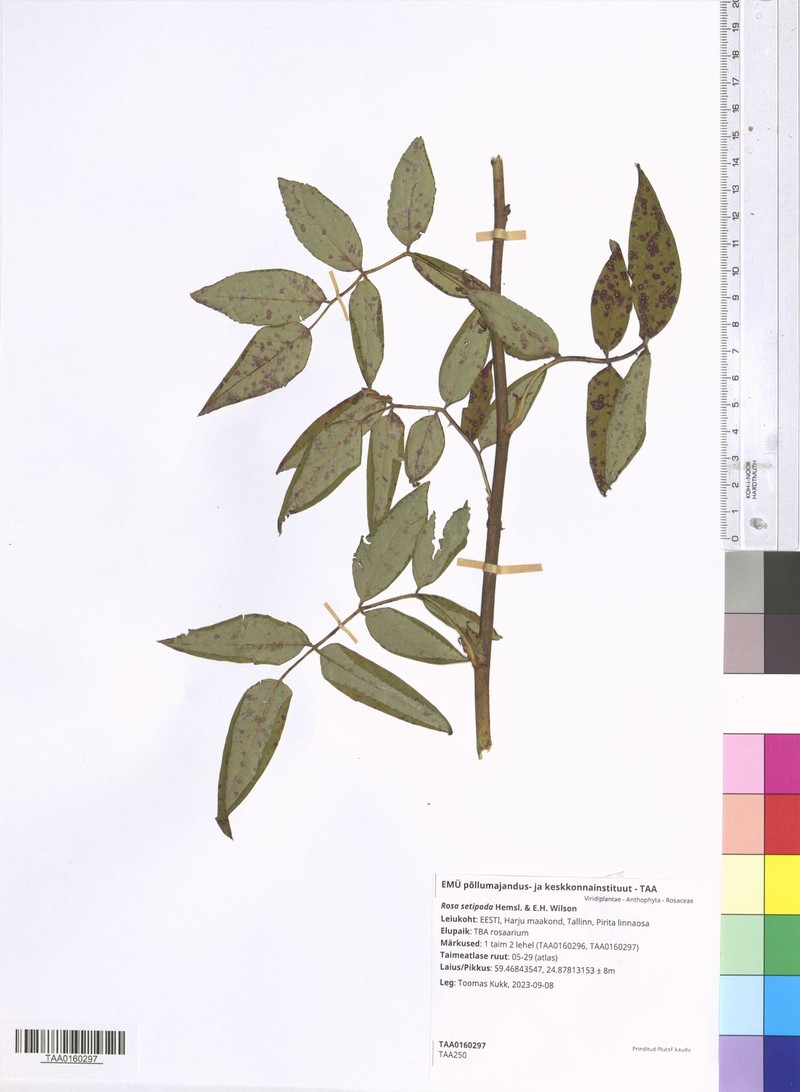 Rosa hemsleyana photo 4