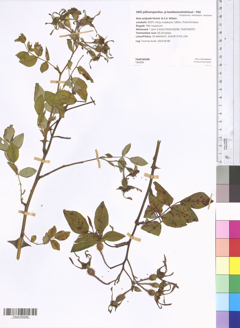 Rosa hemsleyana photo 5