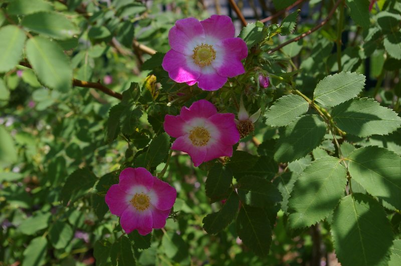 Rosa setipoda