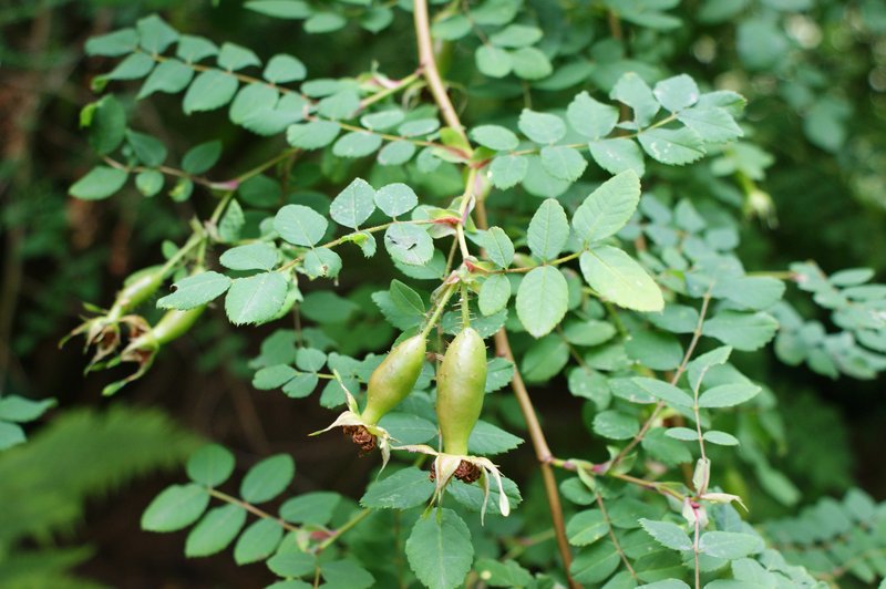 Rosa setipoda