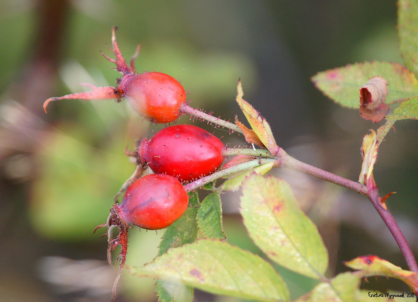 Sherard's Downy Rose photo 5