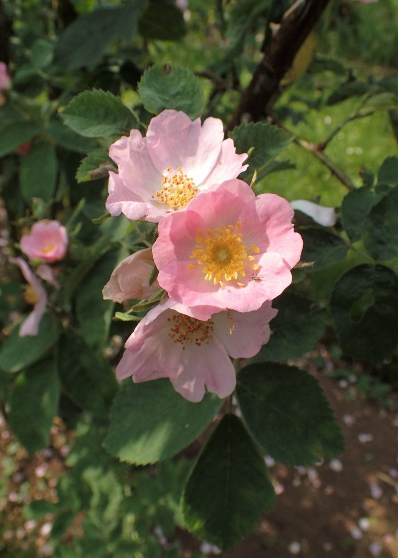 Sherard's Downy Rose