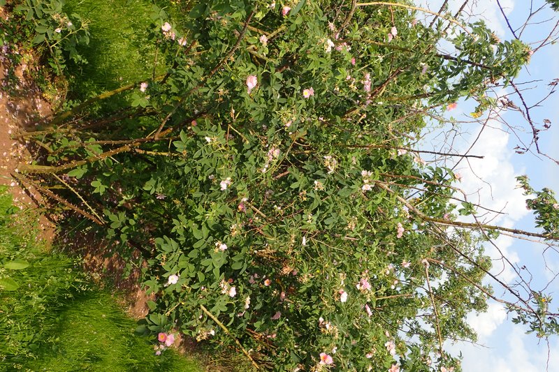 Sherard's Downy Rose photo 6