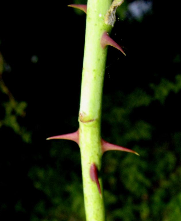 Sherard's Downy Rose photo 8
