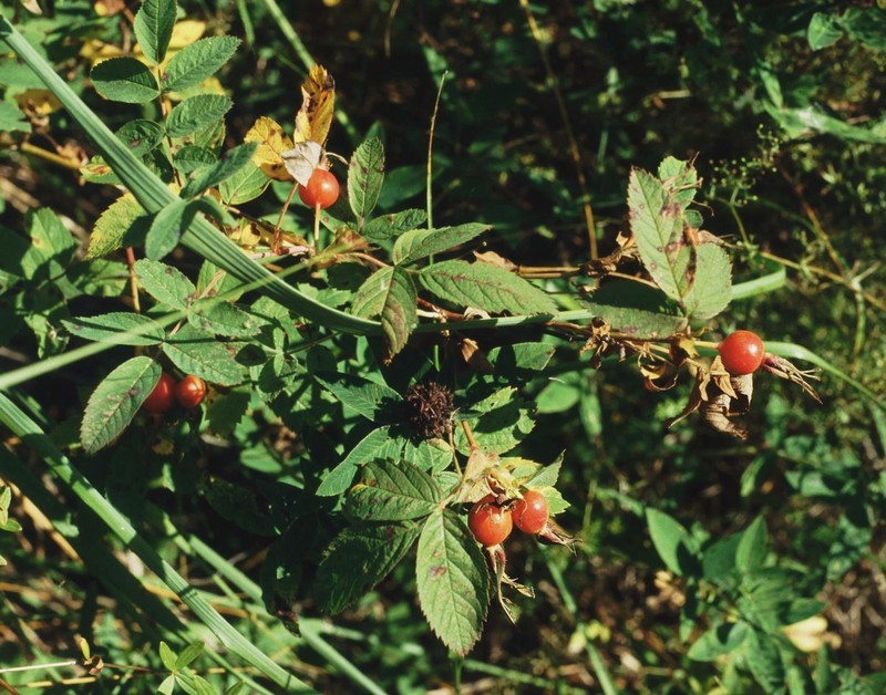 Sherard's Downy Rose photo 2