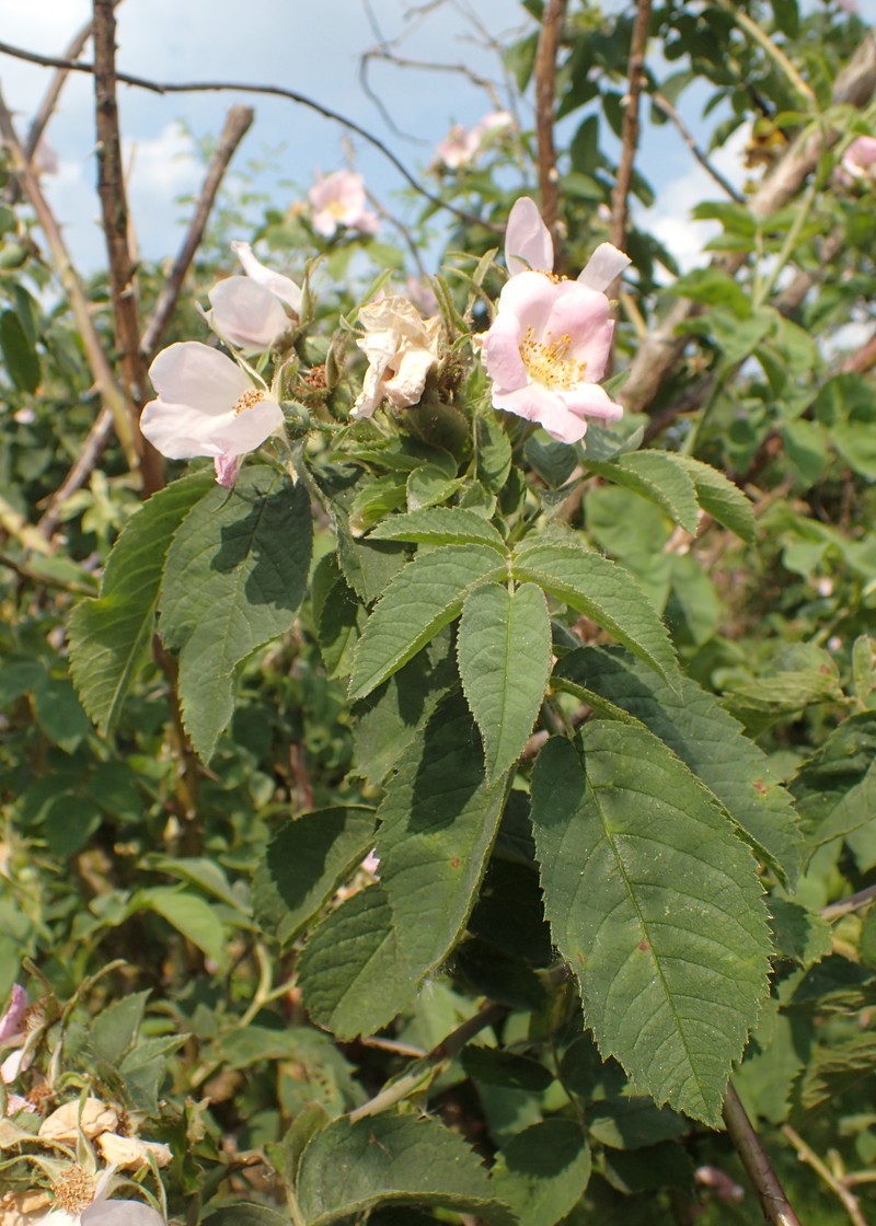 Sherard's Downy Rose photo 3