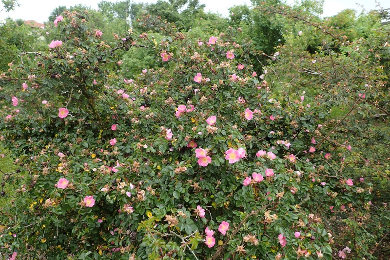 Mediterranean Rose