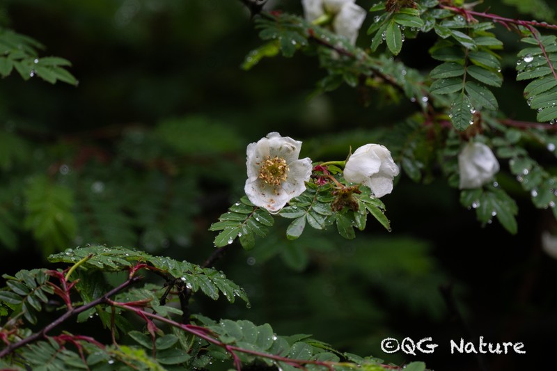 Rosa sikangensis