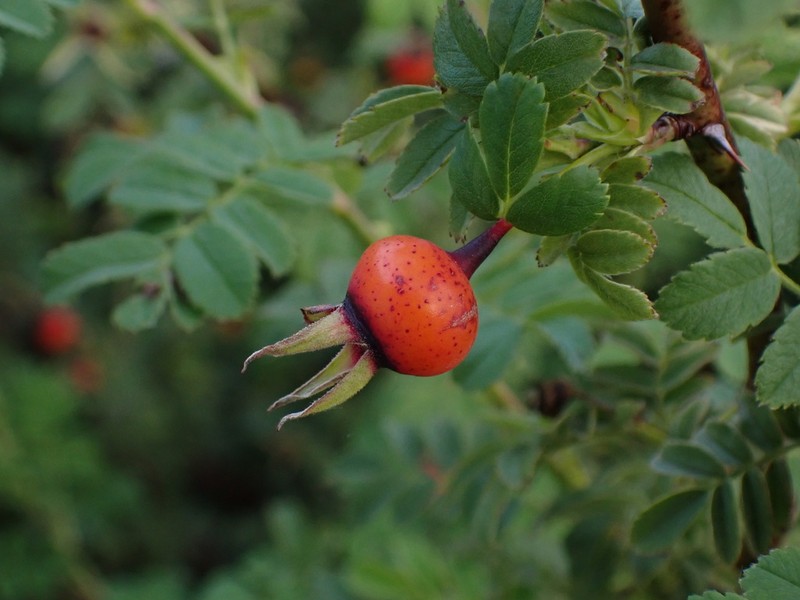 Rosa sikangensis photo 3