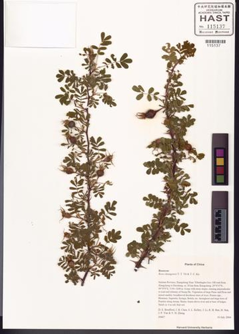 Rosa sikangensis photo 5