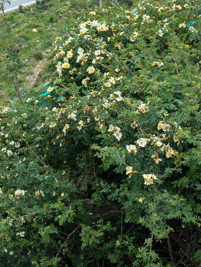 Rosa soulieana photo 2