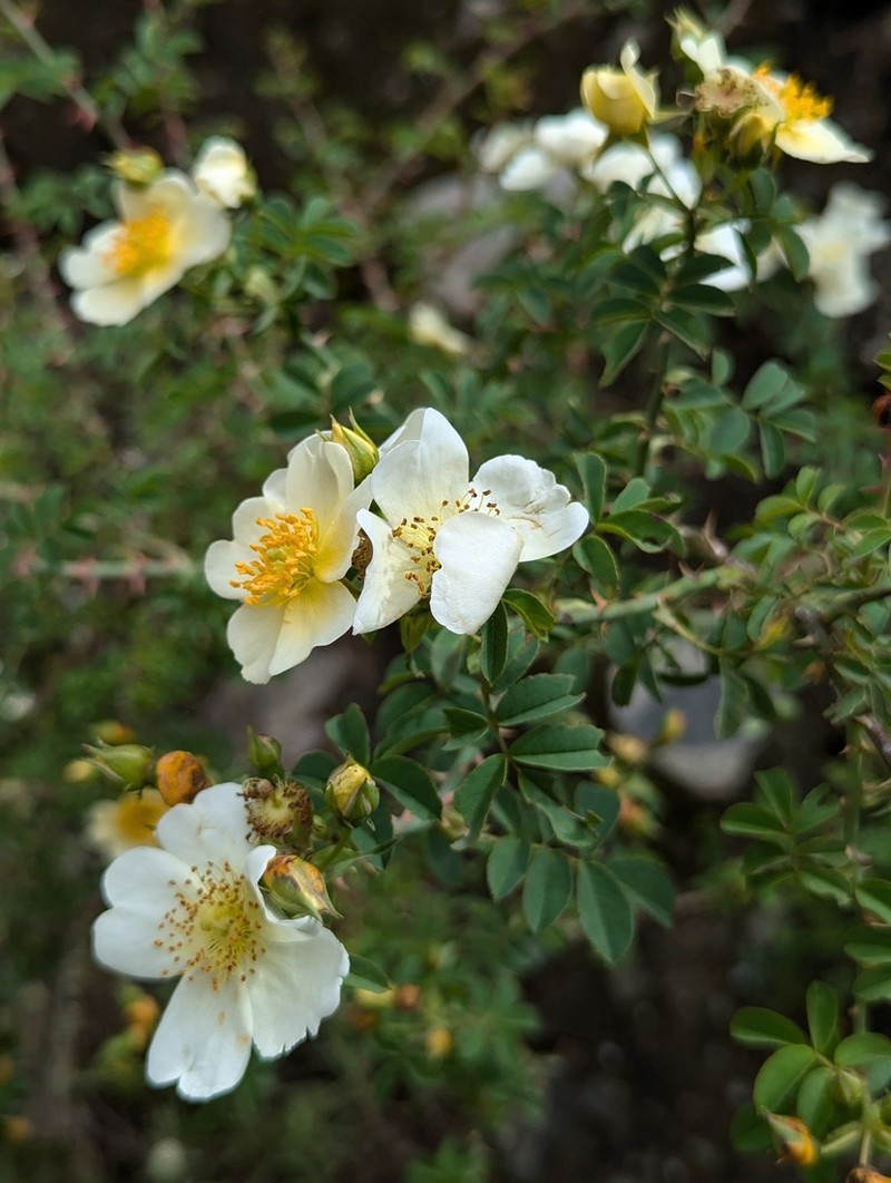 Rosa soulieana photo 3