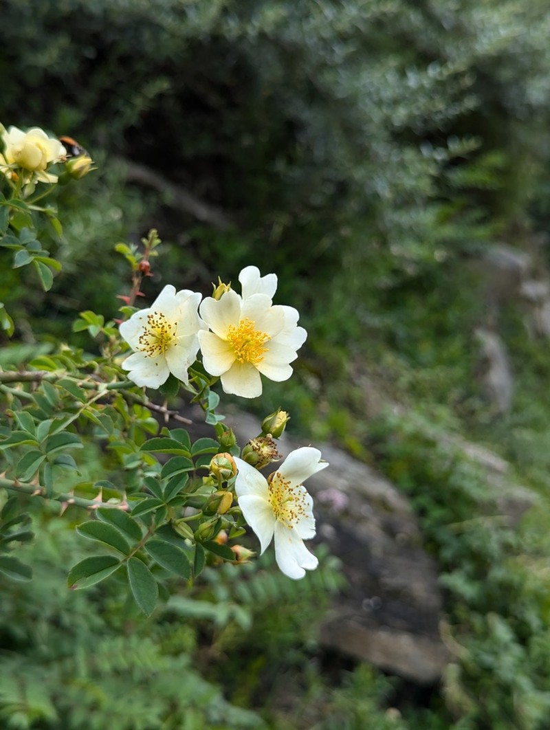 Rosa soulieana photo 4