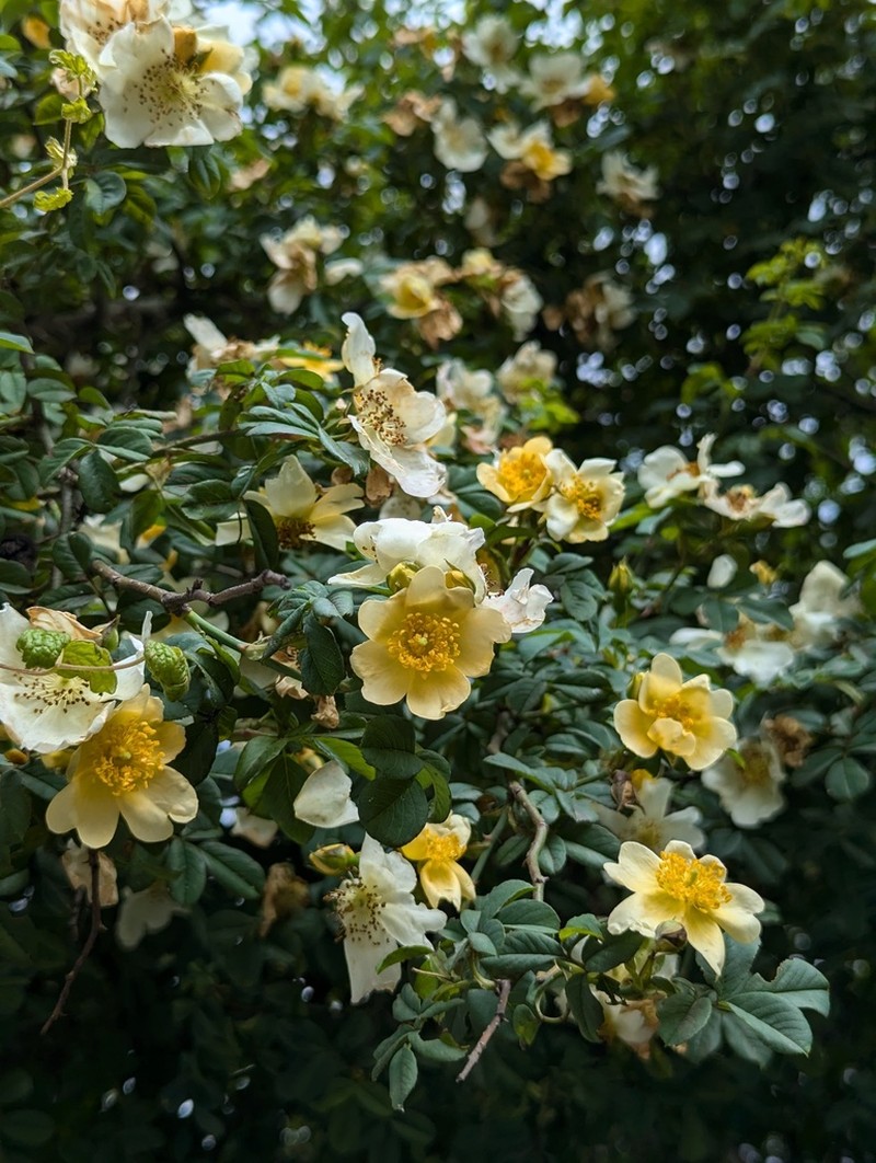 Rosa soulieana photo 5