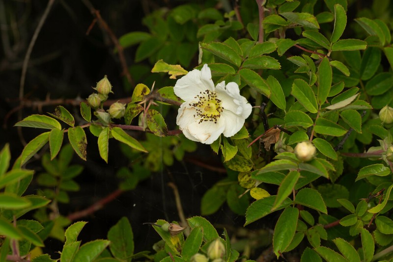 Rosa soulieana photo 6