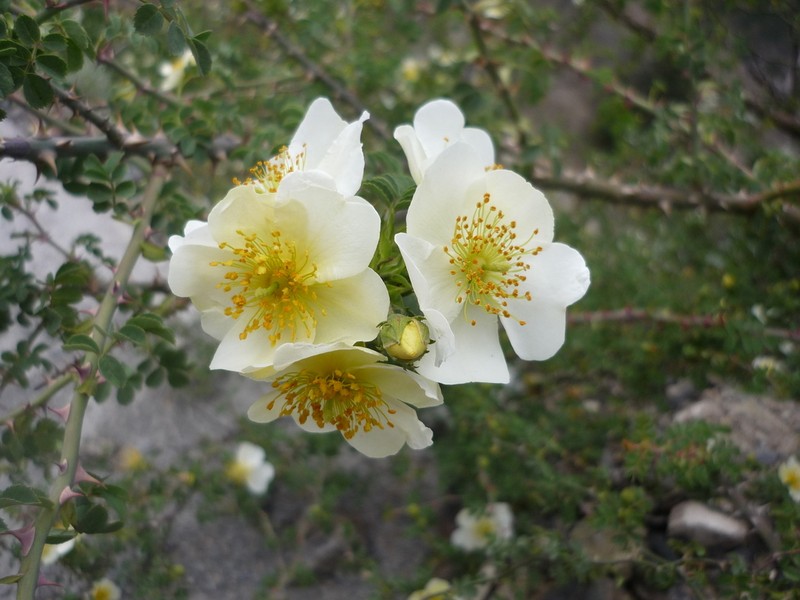 Rosa soulieana photo 7