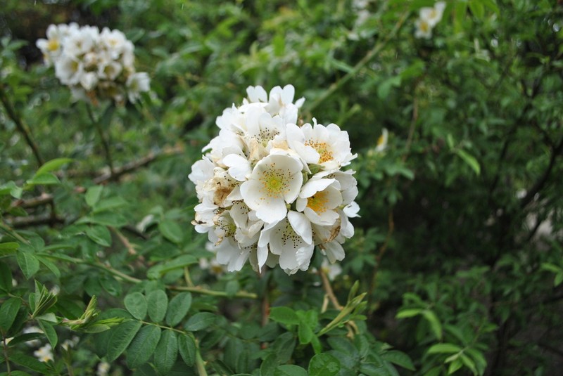 Rosa soulieana photo 8
