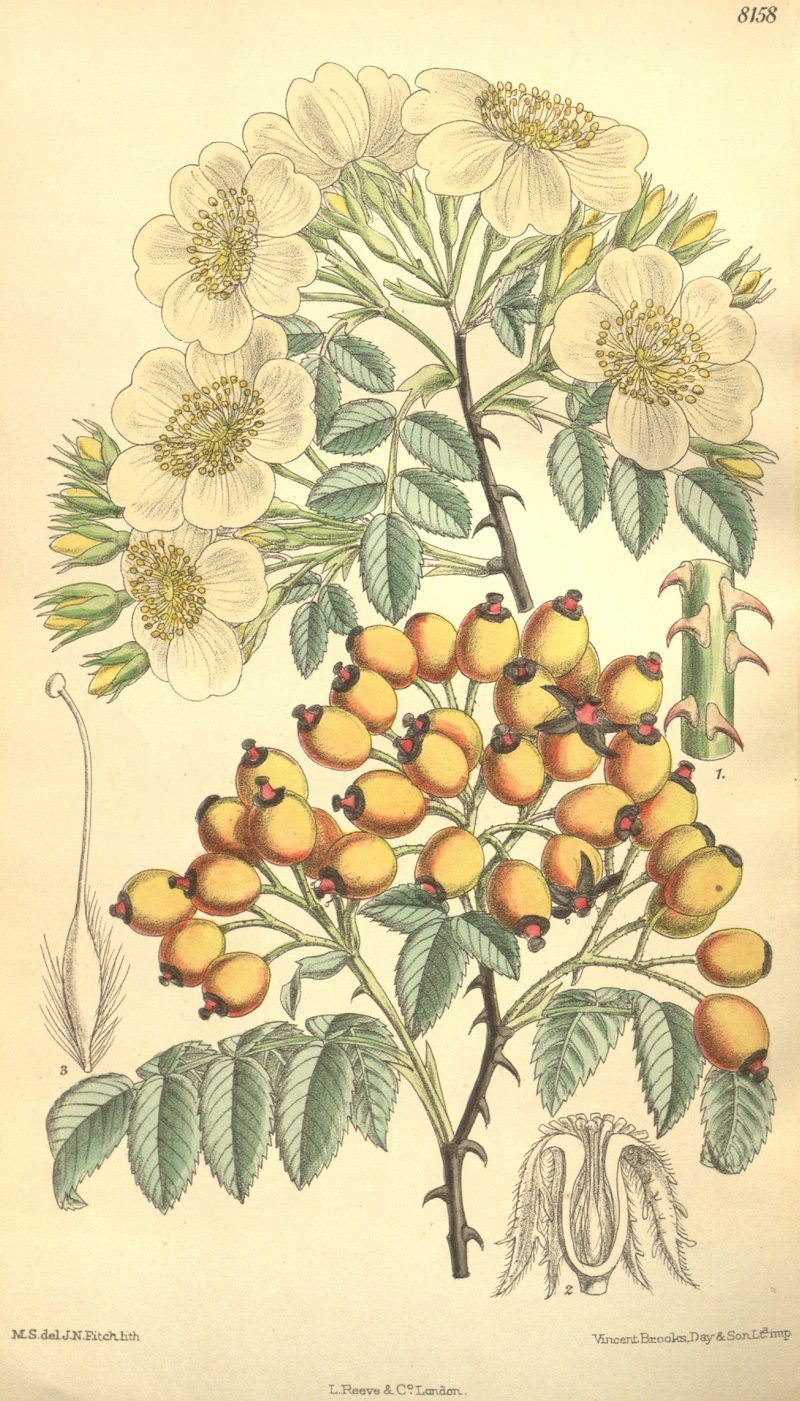 Rosa soulieana