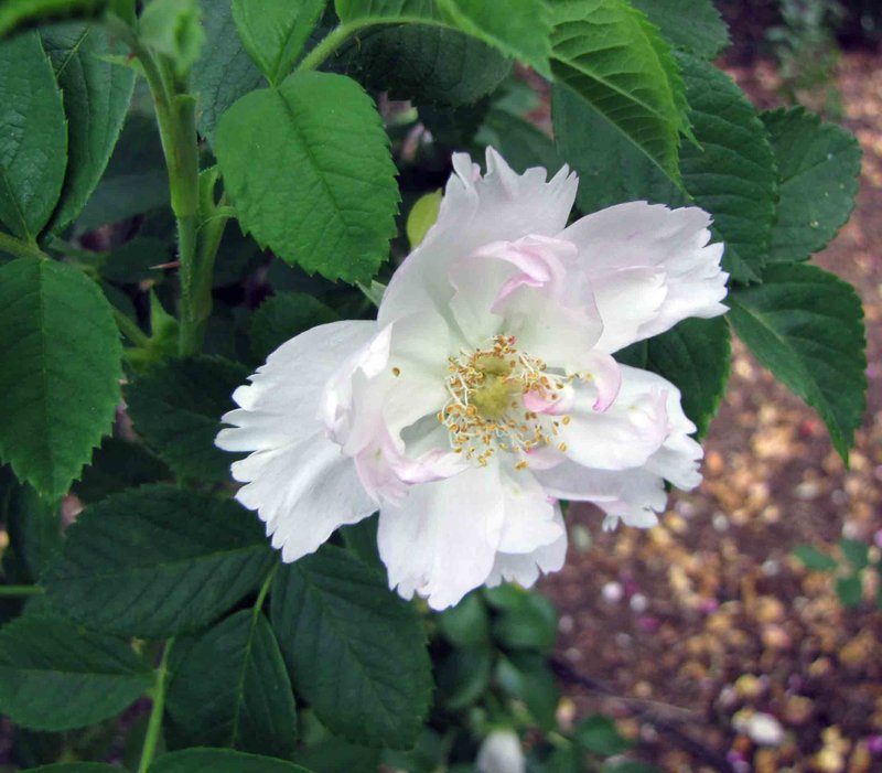 Rosa soulieana
