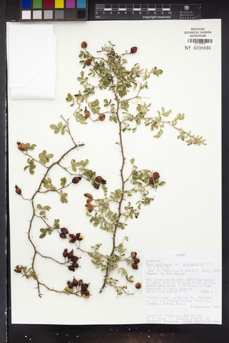 Rosa soulieana var. microphylla