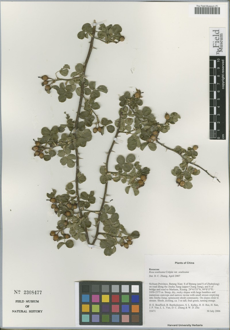 Rosa soulieana var. soulieana photo 3