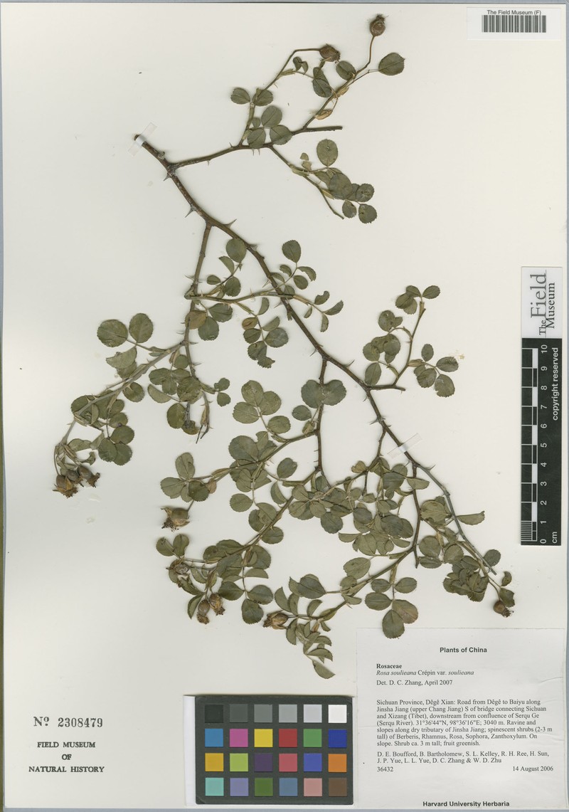 Rosa soulieana var. soulieana photo 4