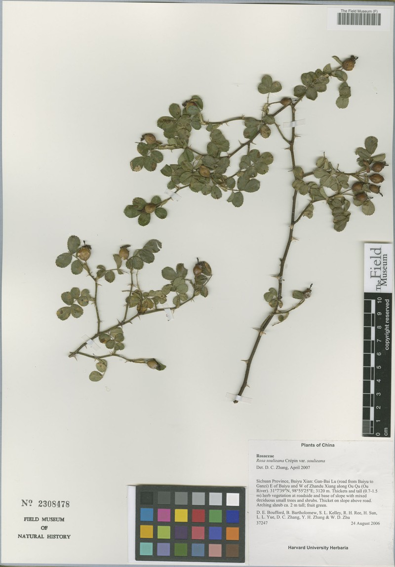 Rosa soulieana var. soulieana photo 5