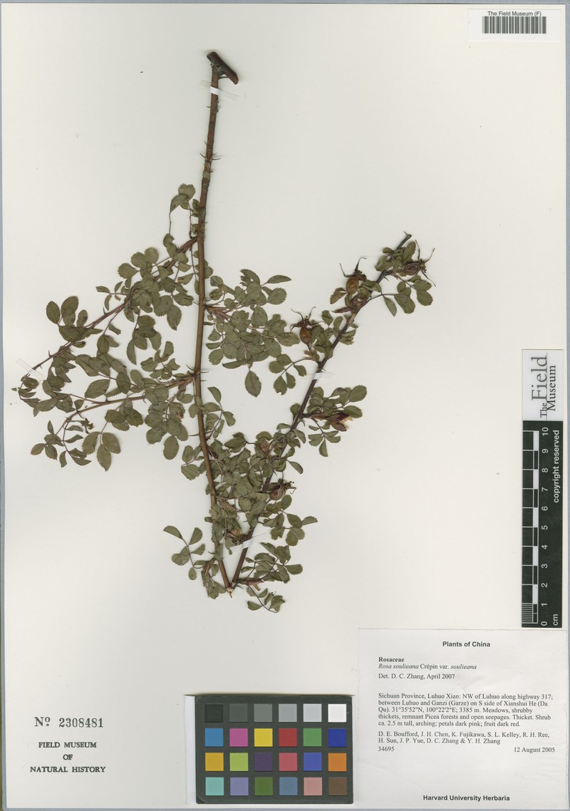 Rosa soulieana var. soulieana photo 6