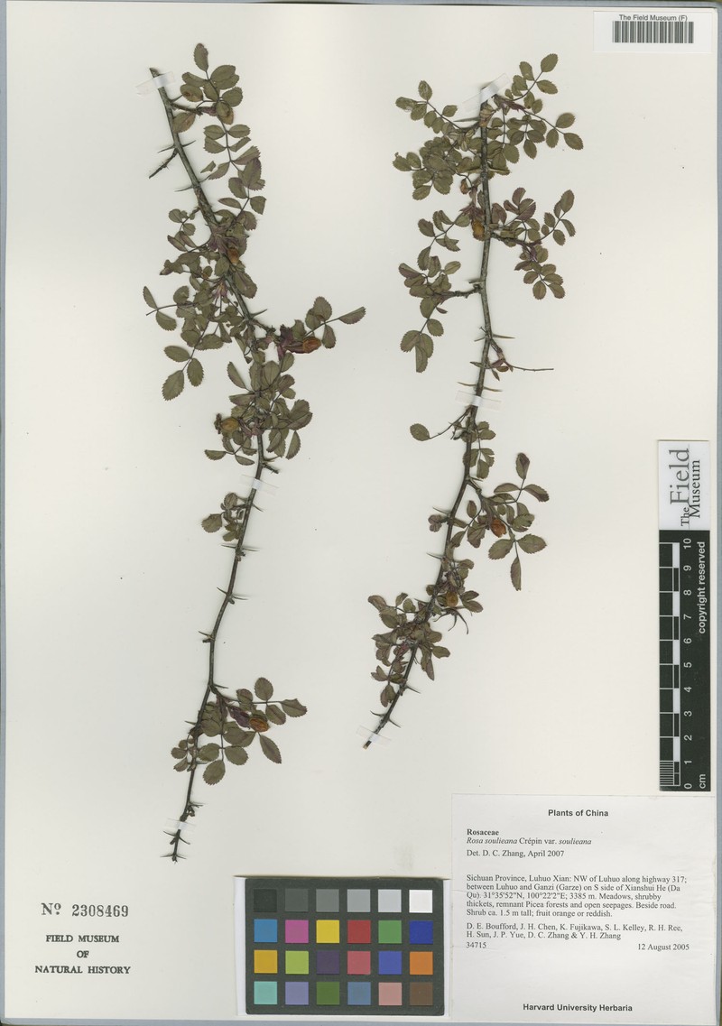Rosa soulieana var. soulieana photo 8