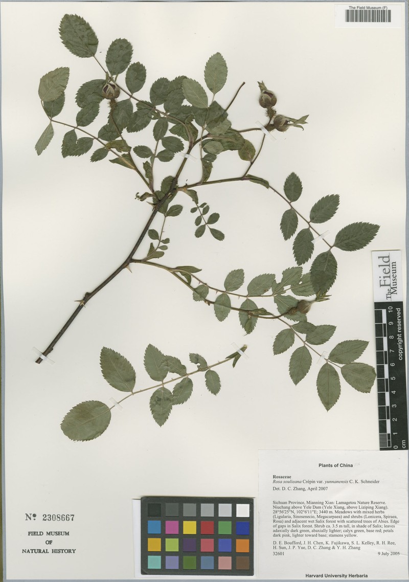 Rosa soulieana var. yunnanensis photo 2