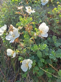 Scotch Rose