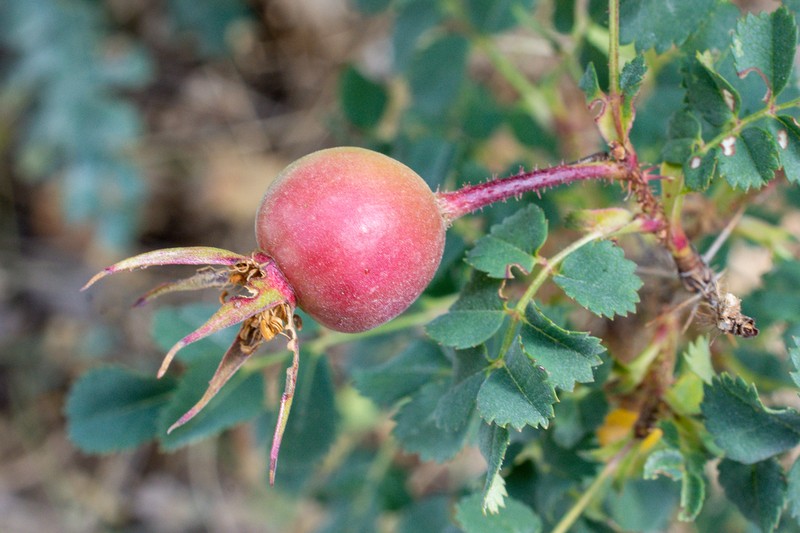 Scotch Rose photo 2