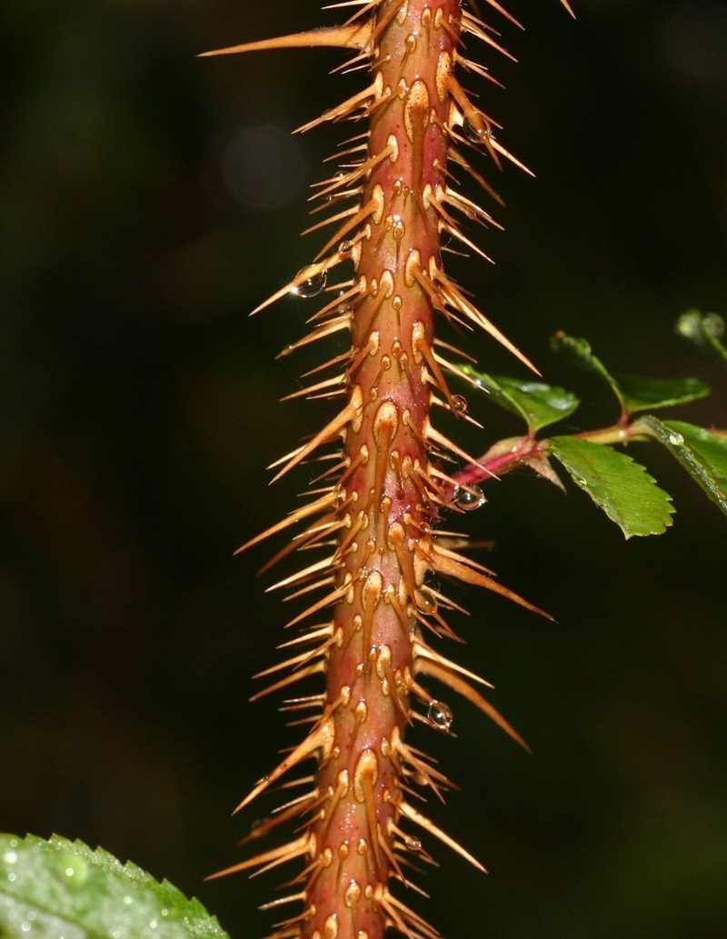 Scotch Rose photo 4
