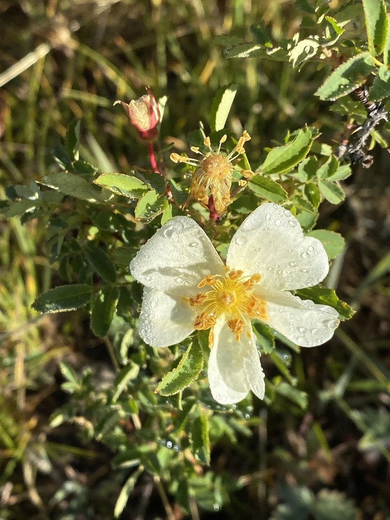 Scotch Rose photo 5