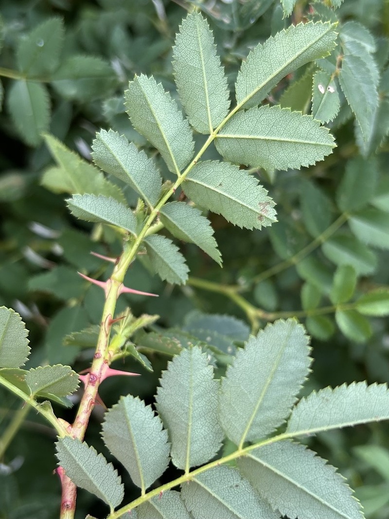 Scotch Rose photo 6