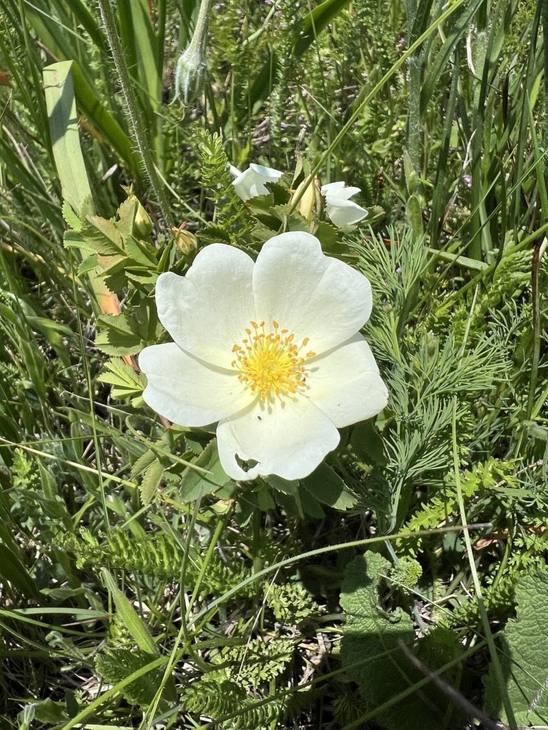 Scotch Rose photo 8