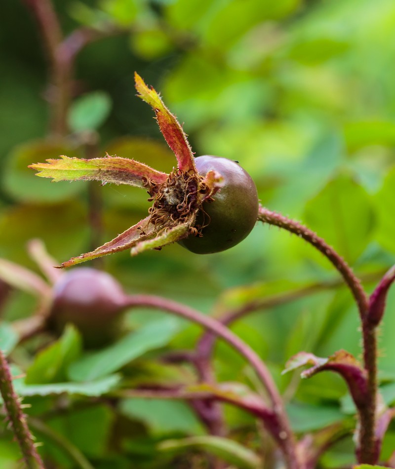 Scotch Rose photo 2