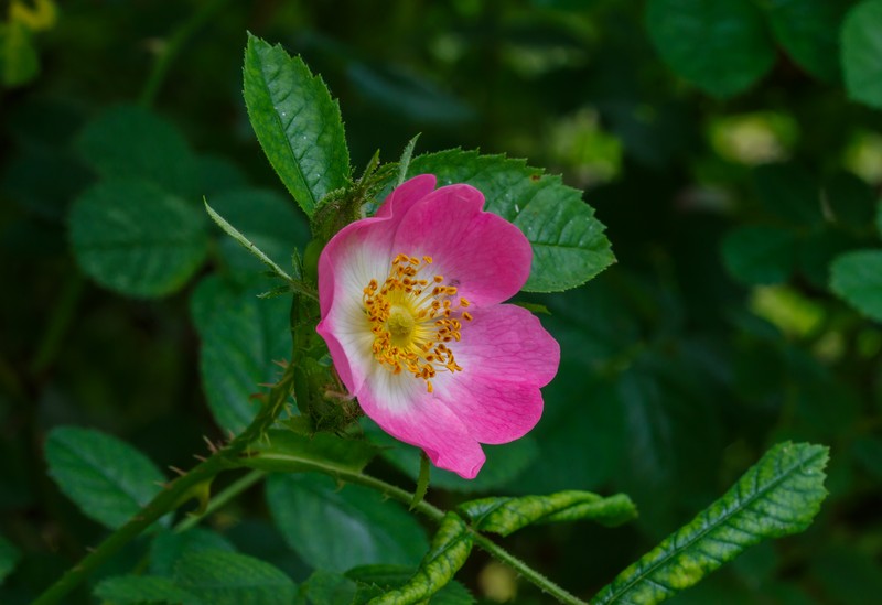 Scotch Rose photo 3
