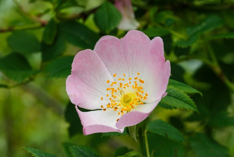 Scotch Rose photo 4
